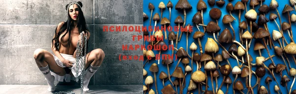 прущие грибы Нягань